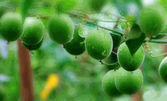 莱茵生物保健品